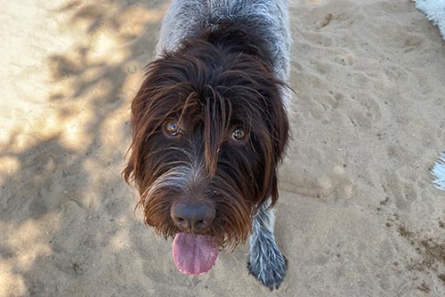 Gryff | Owner: Carlos Gryff | Owner: Carlos